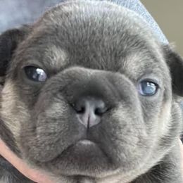 Girl 1 - French Bulldog puppy in Mansfield, Texas from Franklee Frenchies
