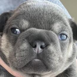 Girl 1 - French Bulldog puppy in Mansfield, Texas from Franklee Frenchies