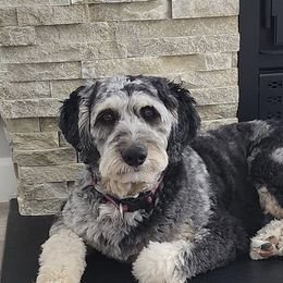 Vinnie - Aussiedoodle