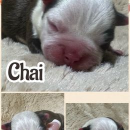 Chai - Black brindle and white male Boston Terrier puppy in Brazos Point, Texas from TX Southern Belle Bostons