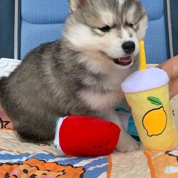 Siberian Husky Puppies from Canace Siberians