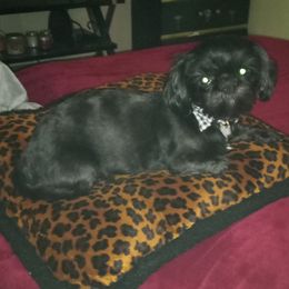 Shih Tzus from Jennifer Gilpatrick
