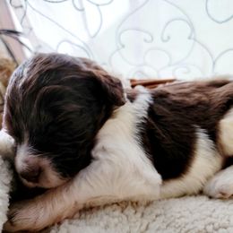 Aussiedoodle Puppies from RiverCity Doodles