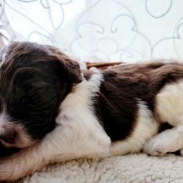 Aussiedoodle Puppies from RiverCity Doodles