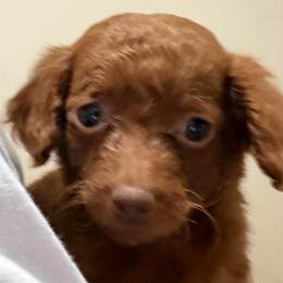 Lila - Red  female Goldendoodle puppy in Centralia, Missouri from Oodles Of Doodles Mo.