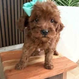 Sandy - Red  female Goldendoodle puppy in Mint Hill, North Carolina from DoodleForever