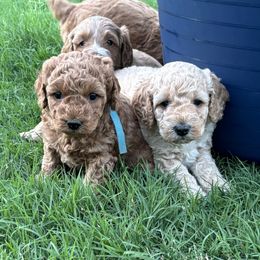 Cockapoo Puppies from 10-Acre Woods Cockapoos