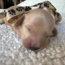 Charm - Cream male Dachshund puppy in Ontario, Oregon from Get A Long Little Doggie