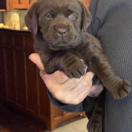 Labrador Retriever Puppies from pinecrest kennels