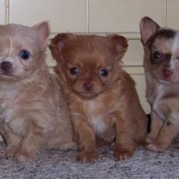 Australian Shepherds and Chihuahuas from RockyTop Hearts