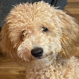 Maltipoo Puppies from Third Coast Maltipoos
