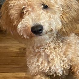 Maltipoo Puppies from Third Coast Maltipoos