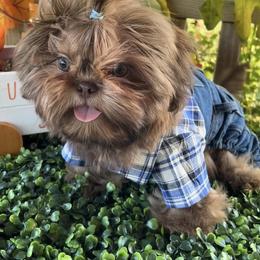 Shih Tzu Puppies from Lavender Lane Tzus