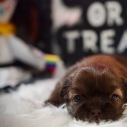 Shih Tzu Puppies from Savage Elegance Texas