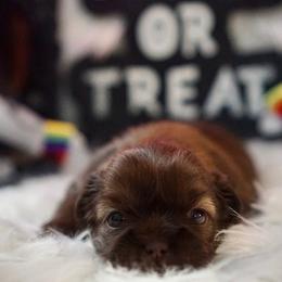 Shih Tzu Puppies from Savage Elegance Texas