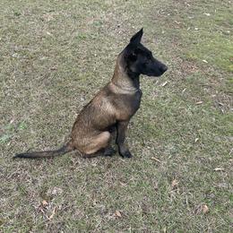 Belgian Malinois and xDutch Shepherd Puppies from Alliance K9