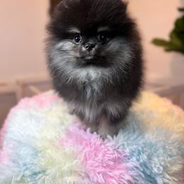 Pomeranian Puppies from Country Life Pomeranians