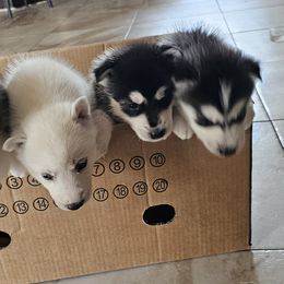 Pomsky Puppies from Peoria Pomskies