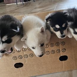Pomsky Puppies from Peoria Pomskies