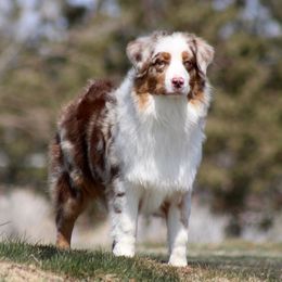 Gizmo - Australian Shepherd