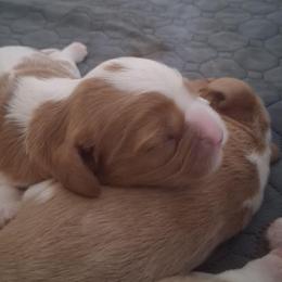 Foxy - Blenheim female Cavalier King Charles Spaniel puppy in West Plains, Missouri from God's Designs Cavaliers