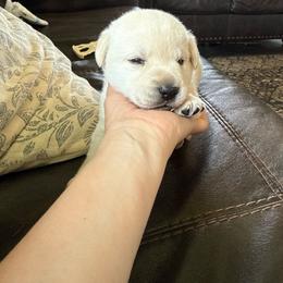 Croc - Yellow male Labrador Retriever puppy in Isanti, Minnesota from Four Corners Family Labs