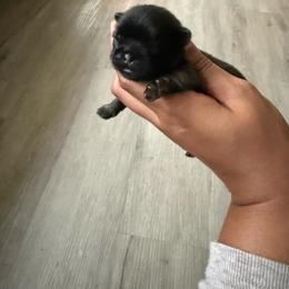 Boy 2 - Sable male Shih Tzu puppy in Bastrop, Louisiana from Happy Scout's Shih Tzu's