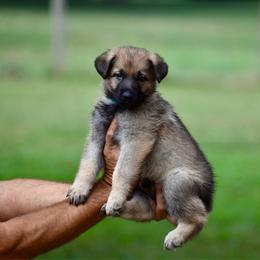 Blue - Sable female German Shepherd puppy in Cherryville, North Carolina from Masky Kennel