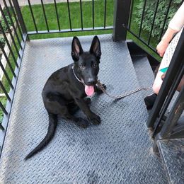 German Shepherd Puppies from Sonnenhügel Shepherds