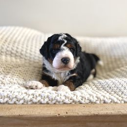Bernedoodle, Goldendoodle, and Poodle Puppies from Central Valley Canine Companions