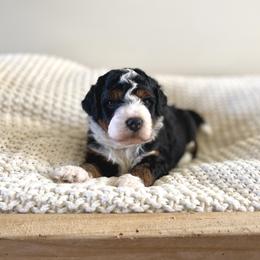 Bernedoodle, Goldendoodle, and Poodle Puppies from Central Valley Canine Companions