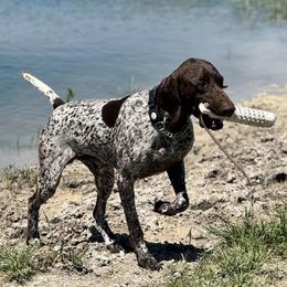 Champ - German Shorthaired Pointer