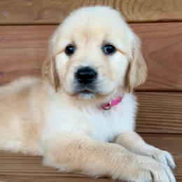 Quinn - Light golden female Golden Retriever puppy in Doniphan, Missouri from Stockford’s Golden Retrievers