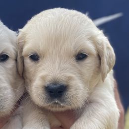 Cosmo - Golden Retriever puppy from Little House on the Farmie