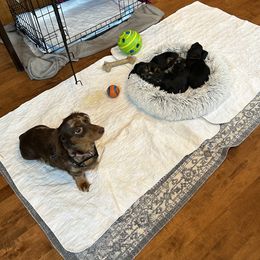 Brownie - Dachshund