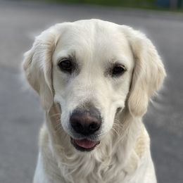 Livy  - Golden Retriever