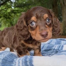 Boy 1 - Chocolate and tan male Dachshund puppy in Irvington, Alabama from Christopher's Dachshunds