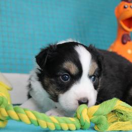 Girl 1 - Black tri female Miniature Australian Shepherd puppy in Elgin, Oregon from LongMile Aussies