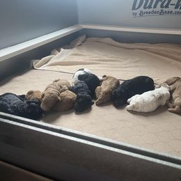 Poodle Puppies from Sweet Country Standards