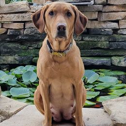 Labrador Retrievers from Rockin' G Retrievers