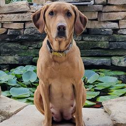 Labrador Retrievers from Rockin' G Retrievers