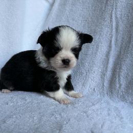 King - Black and white male Chihuahua puppy in Springfield, Missouri from Casadelopez Tails