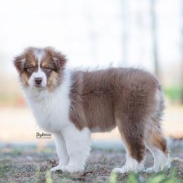 Tinkerbell - Red tri-color female Australian Shepherd puppy in Woodford, Virginia from Skyborne Australian Shepherds