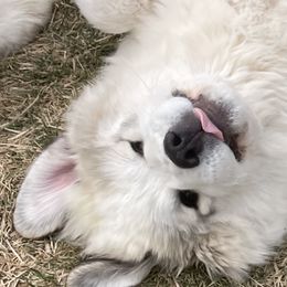 Leopold - White Great Pyrenees puppy in Wilder, Idaho from Owyhee Mountains Great Pyrenees