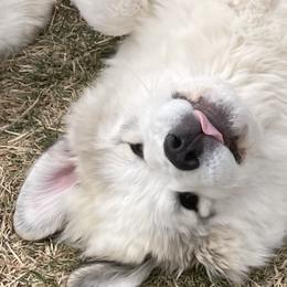 Leopold - White Great Pyrenees puppy in Wilder, Idaho from Owyhee Mountains Great Pyrenees