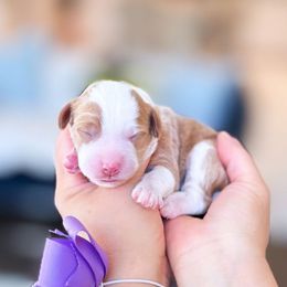 Parisa - Brown and white female Bernedoodle puppy in Ontario, California from Teddy Doodles & Standard Poodles