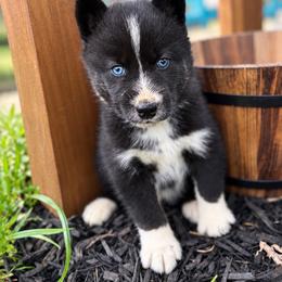 Dain - Black and white male Siberian Husky puppy in Oakwood, Ohio from Moonlight Siberian Huskies