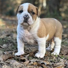 Gravy - White female American Bulldog puppy in Pace, Florida from Genesis American Bulldogs