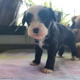 Male 2 - Black and white male Chinese Crested puppy in New Castle, Pennsylvania from Long Haul Cresteds & Long Rotts
