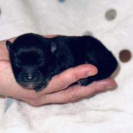 Boy 3 - Black male Pomeranian puppy in Sherman, Texas from Wynter Wonderland Poms